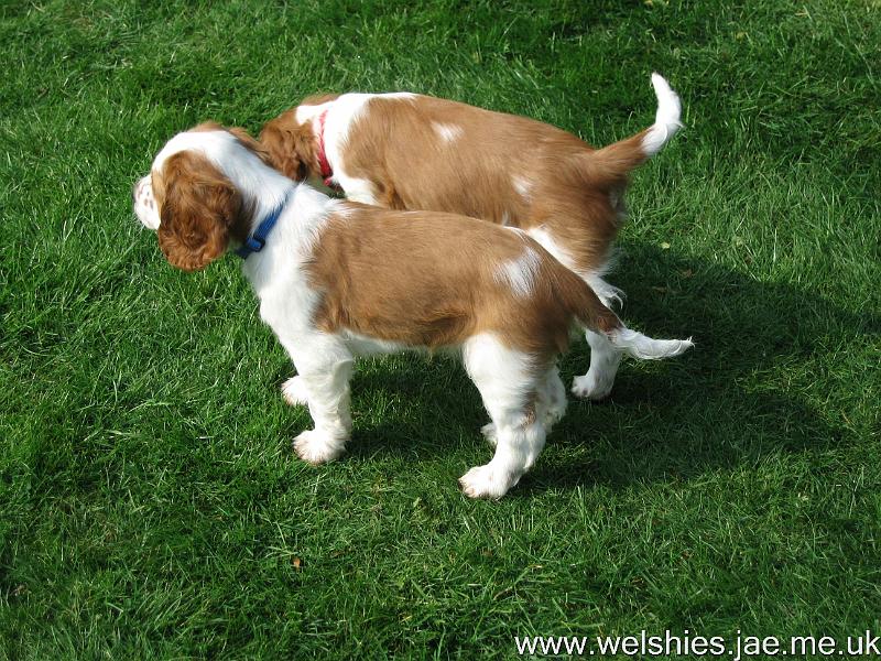 2009-04-03 33.JPG - Zen in front, Hal behind